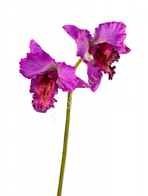 Орхидея Каттлея крупная темно-сирен 42 см 2 цв 30.03080092IN_MDP