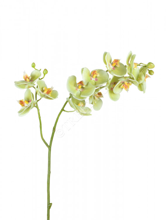 Орхидея Фаленопсис св.лайм ветвь двойная 30.0614165LYG