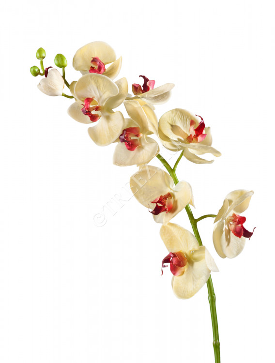 Орхидея Фаленопсис Мидл бледно-золотистая с бордо 30.0611086YL