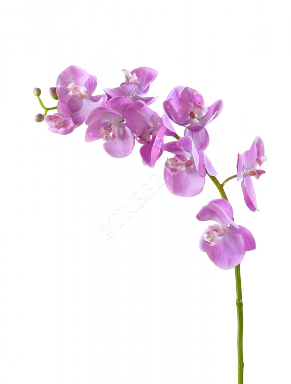 Орхидея Фаленопсис Мидл розово-белая 30.0611086LPK