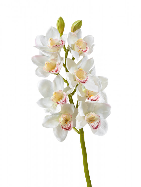 Орхидея Цимбидиум белая ветвь средняя 30.0611085WH
