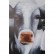 Картина Cow, коллекция Корова