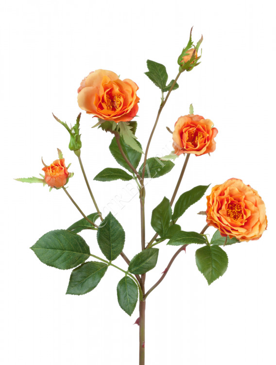 Роза Вайлд ветвь персиково-оранжевая 30.0613111OR