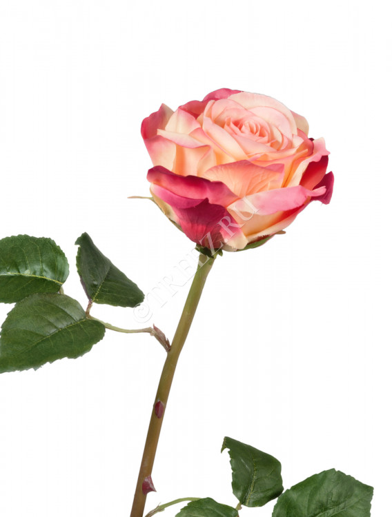 Роза Верди нежно-персиковая с темно-малиновым 30.03150253YPK