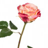 Роза Верди нежно-персиковая с темно-малиновым 30.03150253YPK