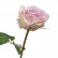 Роза Верди нежно-сиренево-розовая с кремовым 30.03150253LP