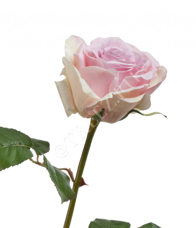 Роза Верди нежно-сиренево-розовая с кремовым 30.03150253LP