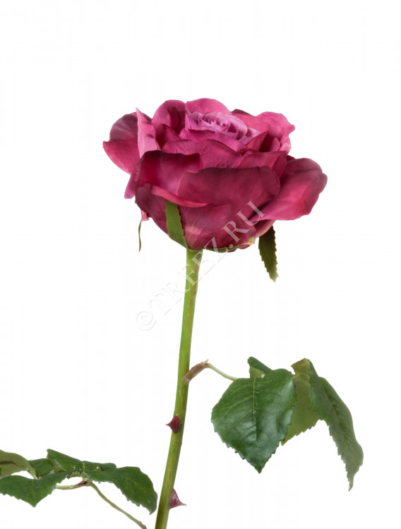 Роза Верди тёмная фуксия 30.03150253FU