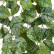Сциндапсус Пиктус серебристо-зелёный 20.05190263GG-L