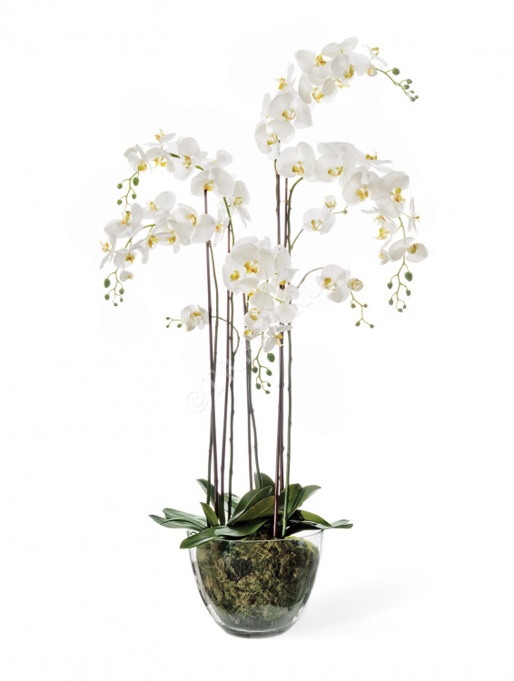Орхидея Фаленопсис белая с мхом, корнями, землёй 10.0611066WHGL150
