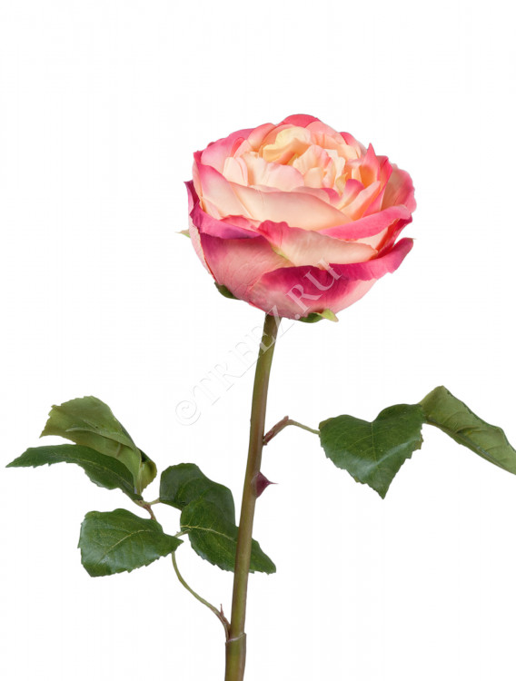 Роза Джема нежно-персиковая с малиновым 30.03150254YPK