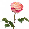 Роза Джема нежно-персиковая с малиновым 30.03150254YPK