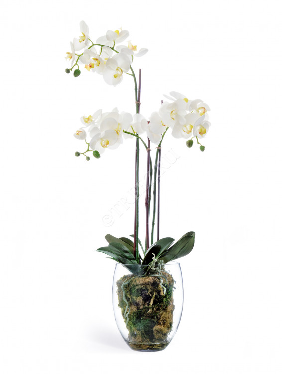Орхидея Фаленопсис белая с мхом, корнями, землёй 10.0611066WHGL85
