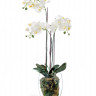 Орхидея Фаленопсис белая с мхом, корнями, землёй 10.0611066WHGL85