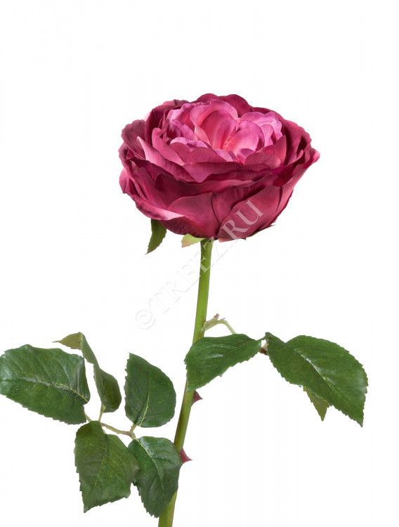 Роза Джема тёмная фуксия 30.03150254FU