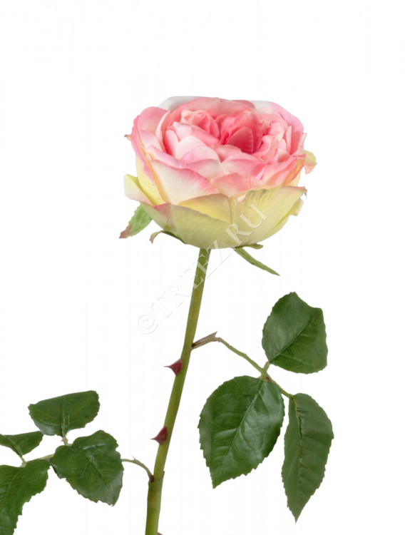 Роза Джема ярко-розовая со св.лаймом 30.03150254PK