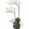 Орхидея Фаленопсис белая с мхом, корнями, землёй 10.0611066WHGL60