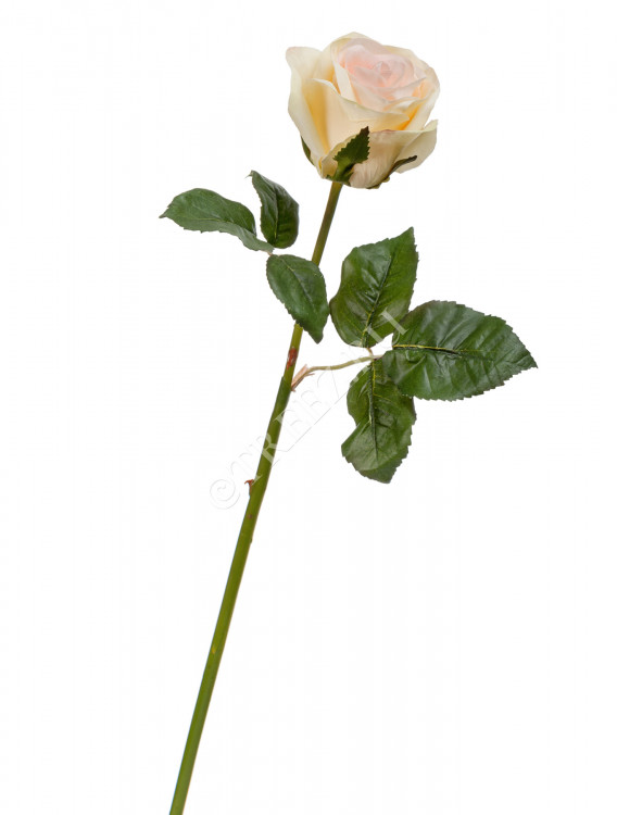 Роза Джулии нежно-персиковая с лимонным 30.03160260PK