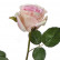 Роза Джулии нежно-розовая с кремовым 30.03160260LP