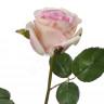 Роза Джулии нежно-розовая с кремовым 30.03160260LP