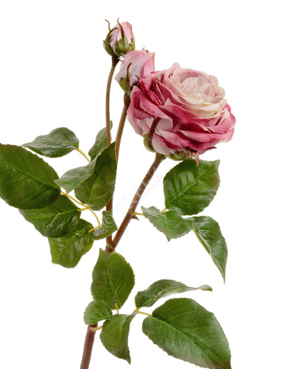 Роза Дэвид Остин Мидл ветвь пудрово-розово-малиновая 30.11170018FU