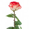 Роза Соло Нью большая кремовая с розовым 30.0612100LR