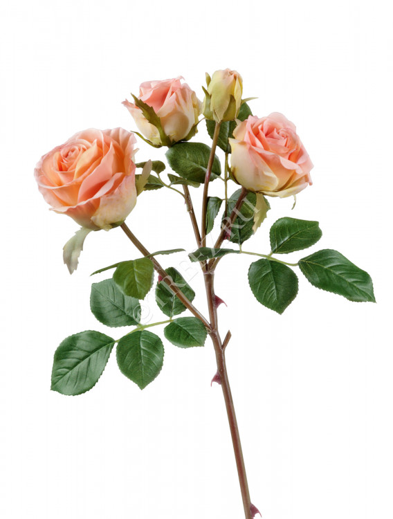 Роза Флорибунда ветвь розово-персиковая 30.0610053PCH