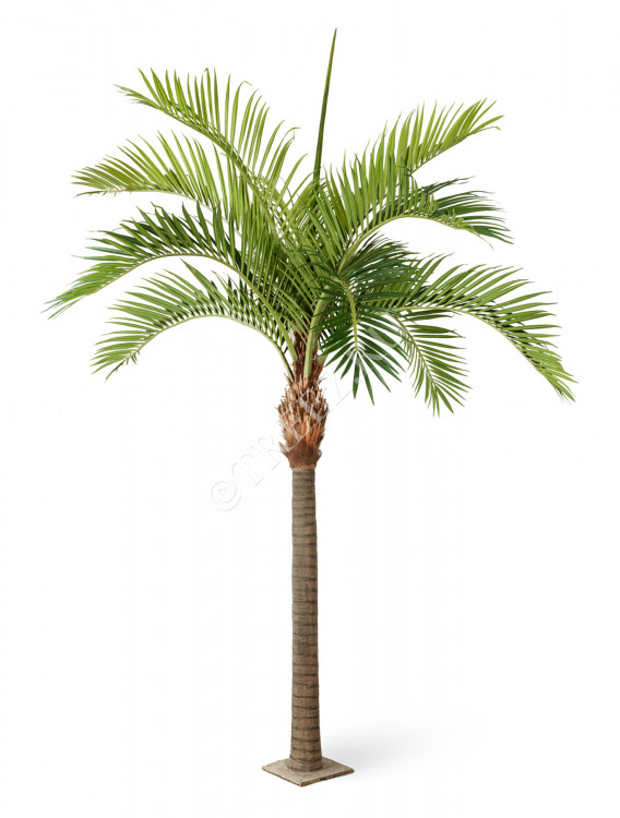 Финиковая пальма Гигантская 10.46842N