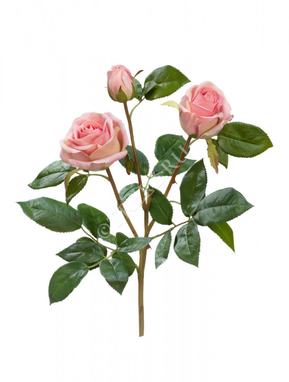 Роза Флорибунда Мидл ветвь нежно-розовая 30.0611065LPK