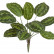 Калатея Розеопикта зелёная куст 20.1026N
