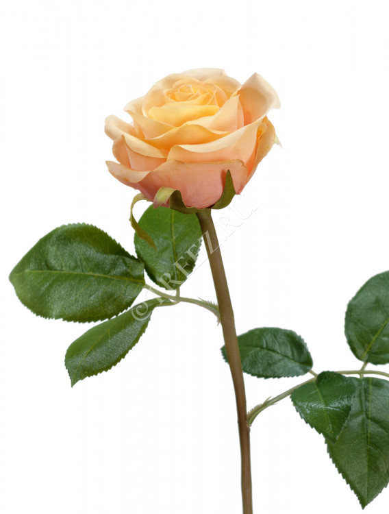 Роза Флорибунда Мидл крем-персик д-8 см 30.0611075OCR