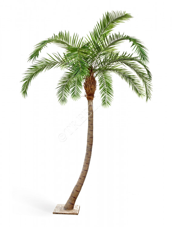 Финиковая пальма Гигантская изогнутая 10.47339N