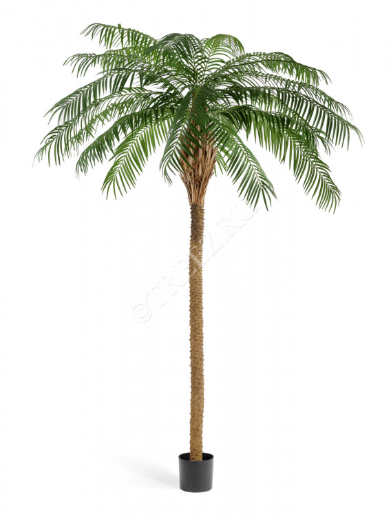 Финиковая пальма де Люкс 10.33007N