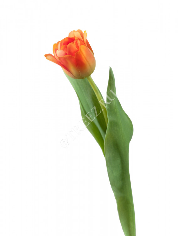 Тюльпан Даймонд оранжевый 30.0613150OR