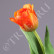 Тюльпан Даймонд оранжевый 30.0613150OR