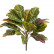 Кротон куст зелёно-жёлто-розовый (Sensitive Botanic) 20.1144GYP