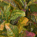 Кротон куст зелёно-жёлто-розовый (Sensitive Botanic) 20.1144GYP