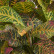 Кротон куст Большой зелёно-жёлто-розовый (Sensitive Botanic) 20.1146GYP