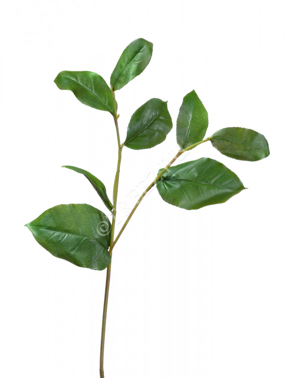 Ветвь Салала с зелёными листами 30.0611071
