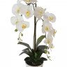 29BJ-170-13 Орхидея белая в горшке h65 см