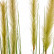 Трава Осока Элеганс куст с зелёными султанами 20.1040L-090