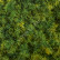 Мох Ягель зелёный микс (коврик) 20.072027N-S