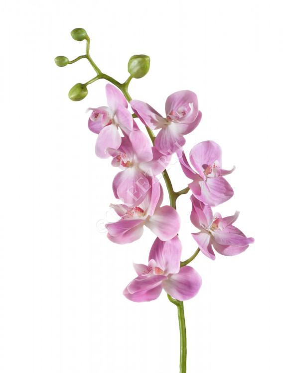 Орхидея Фаленопсис Элегант розово-белая 30.0611087LPK