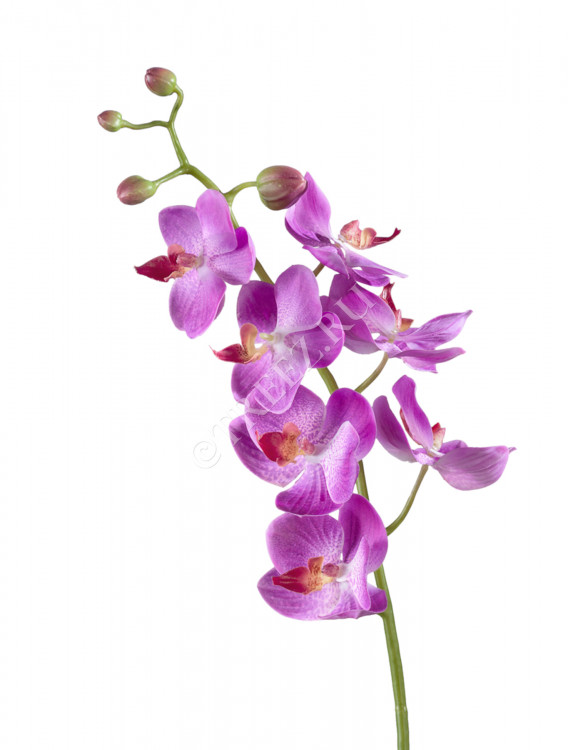 Орхидея Фаленопсис Элегант св.фиолет 30.0611087VL