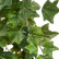 Английский плющ Биг Олд Тэмпл крупнолистный зелёный 20.05190262N-M