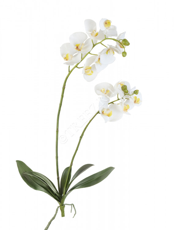 Орхидея Фаленопсис белая куст с корнями 30.0610039WH