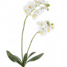 Орхидея Фаленопсис белая куст с корнями 30.0610039WH
