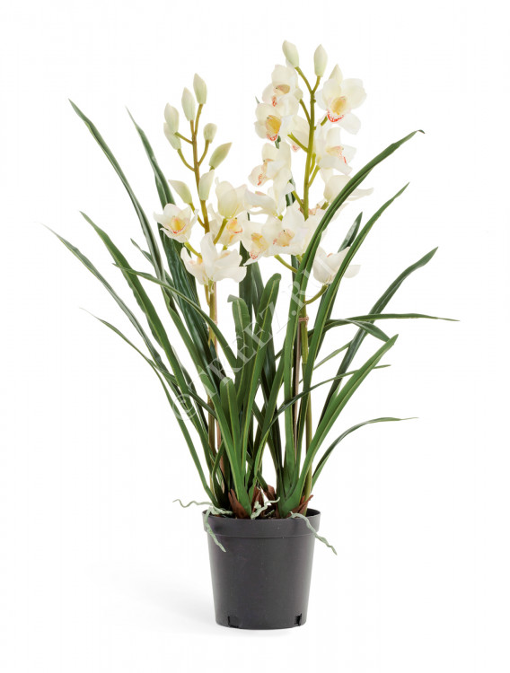 Орхидея Цимбидиум белая куст в кашпо 2 ветки 10.0610058