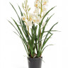 Орхидея Цимбидиум белая куст в кашпо 2 ветки 10.0610058
