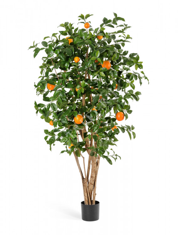 Апельсиновое дерево с плодами 10.40306N